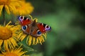 Colourful European peacock butterfly on the yellow flower Royalty Free Stock Photo