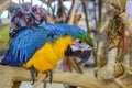 Colourful Exotic Parrot For Sale At The Bird Market Royalty Free Stock Photo
