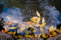 Colourful fall leaves in pond lake water, floating autumn leaf. Fall season leaves in rain puddle. Sunny autumn day