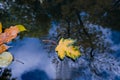 Colourful fall leaves in pond lake water, floating autumn leaf. Fall season leaves in rain puddle. Sunny autumn day Royalty Free Stock Photo