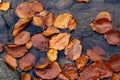 Colourful fall leaves in pond lake water, floating autumn leaf. Fall season leaves in rain puddle. Sunny autumn day foliage. Royalty Free Stock Photo