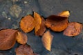 Colourful fall leaves in pond lake water, floating autumn leaf. Fall season leaves in rain puddle. Sunny autumn day foliage. Royalty Free Stock Photo