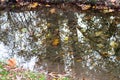 Colourful fall leaves in pond lake water, floating autumn leaf. Fall season leaves in rain puddle. Sunny autumn day Royalty Free Stock Photo