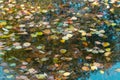Colourful fall leaves in pond lake water Royalty Free Stock Photo