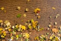 Fall leaves on water and under water, nature background