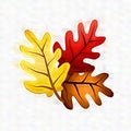 Colourful Fall Oak Leaves Royalty Free Stock Photo