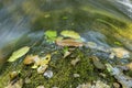 Colourful Fallen leaves on top of a rock with moss and running water. Royalty Free Stock Photo