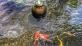 Colourful Fancy carps and the fountain in the pond