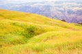 Bright yellow field at the foot of high mountain. Idyllic mountain scenery in the Alps, blooming green meadows in