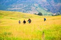 Misty morning in Alps, tourist tracking across colourful field at the foot of a high mountain, italian alpine summer