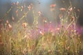 Colourful field plants against a blurry background