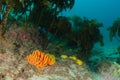 Colourful Sponges Under Kelp Canopy