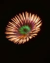 Colourful fireworks isolated in dark background close up with the place for text, Malta fireworks festival, 4 of July, Independenc