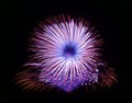 Colourful fireworks isolated in dark background close up with the place for text, Malta fireworks festival, 4 of July, Independenc Royalty Free Stock Photo