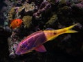 Colourful fish