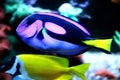 Colourful fish