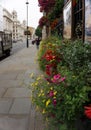 A colourful floral display in the street in Greenwich, London, England.