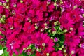 Colourful flower background