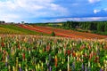 Colourful flower and blue sky