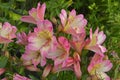 Colourful flower border with a close up of Pink Alstromeria \'Pink Surprise