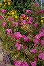 Achillea milefoiu apfelbute and stipa grass