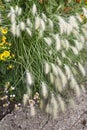 Pennisetum villosum