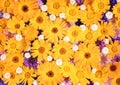 Colourful flower bouquet, flowers background