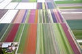 Colourful flower field from above Royalty Free Stock Photo