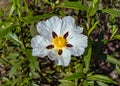 Gum Cistus flower - Cistus ladanifer, Alentejo, Portugal