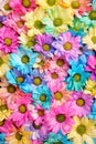 Colourful flower heads with multi coloured heads and petals