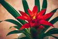 Colourful flower of houseplant. Bromelia Guzmania. Red flowering, closeup.