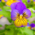 Colourful flower pansy