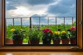 Colourful flower pots outside the window on the balcony with cloudy sky background. Summer flowers on the windowsill. Growing