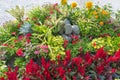 Colourful flowerbed