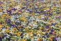 Colourful flowerbed made of white, orange and purple pansies