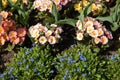 Colourful flowerbed with primulas and forget me not Royalty Free Stock Photo