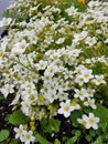 Colourful flowerbed with Saxifraga rosacea or Irish saxifrage white small flowers Royalty Free Stock Photo