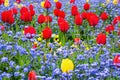 Colourful Flowerbed In Spring Royalty Free Stock Photo