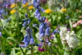 Colourful flowerbed on sunny day