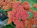 Achillea millefolium `Walther Funcke`