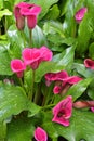 Colorful flowering red Zantedeschia sp. or Calla Lily, a popular ornamental plant