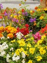 Colourful flowers background Royalty Free Stock Photo