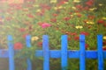 Colourful flowers behind blue picket fence