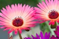 Colourful flowers of Delosperma, ice plant