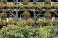 Colourful flowers in hanging baskets on balconies