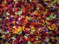 colourful flowers panno abstract background