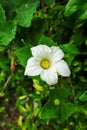 The colourful flowers on the very green bushes Royalty Free Stock Photo