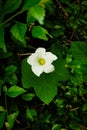 The colourful flowers on the very green bushes Royalty Free Stock Photo