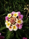 Colourful flowers in wild