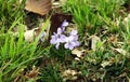 Colourful flowers of wild violets, Viola tricolor Royalty Free Stock Photo